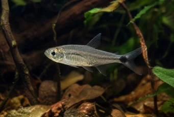 Pterobrycon myrnae Bircon (Tetra) în aripioare