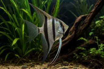 Pterophyllum scalare Scalar
