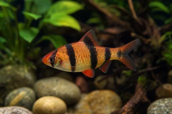 Puntius fasciatus Căpșuni cu barbă, foc cu barbă