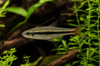 Rasbora borapetensis Roșu -tailed