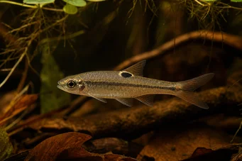 Rasbora dorsiocellata Rasbora la Ocelle