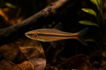 Rasbora kalachroma Rasbora Clovn
