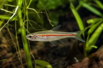 Rasbora pauciperforata Linia Roșie Rasbora
