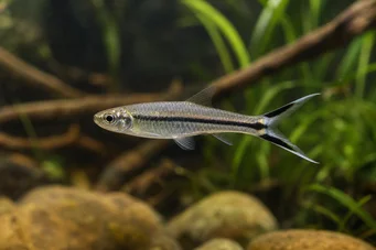 Rasbora trilineata Foarfece Rasbora