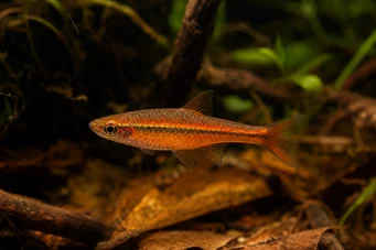 Rasbora vaterifloris Perla