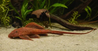 Rineloricaria sp rouge Rineloricaria Roșu