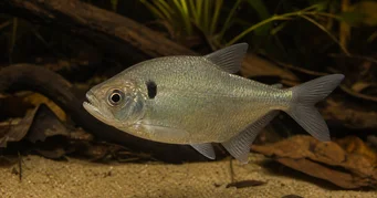 Roeboides descalvadensis Hunchback, îndreptați -vă în partea de jos a Descalvado