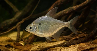 Roeboides meeki Tetra de sticlă