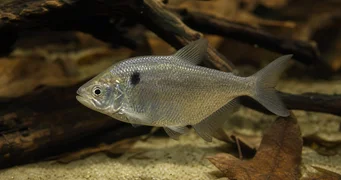 Roeboides paranensis Hunchback, îndreptați -vă în partea de jos a Paraguayului