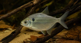 Roeboides thurni TETRA GLUME DE THUM