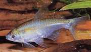 Saccoderma melanostigma Tetra veziculară a spotului negru