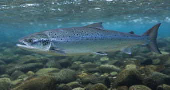 Salmo salar (Somon Atlantic)