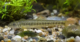 Sarcocheilichthys sinensis