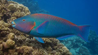 Scarus rubroviolaceus (luncă)