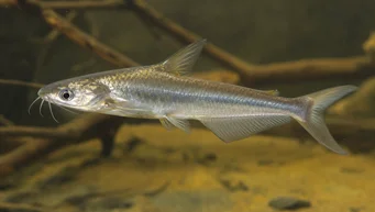 Schilbe intermedius (Pește de argint)