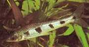 Schizodon fasciatus Schizodon fasciat