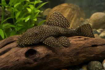 Silure ancistrus Vechi
