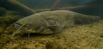 Silurus glanis (Pește de cat / pește mare)