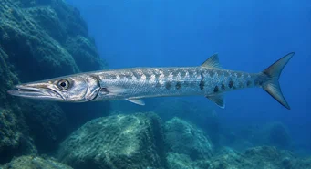 Sphyraena sphyraena (Pike de mare)