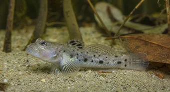 Stigmatogobius sadanundio (Spotted Gobie)