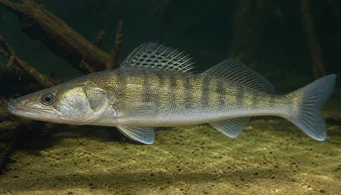 Stizostedion lucioperca (Sorter)