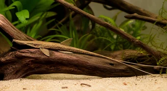 Sturisoma aureum Sturisoma aureum