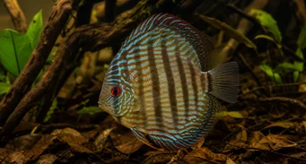 Symphisodon aequifasciata Discus verde