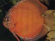 Symphysodon aequifasciatus axelrodi Discus maro