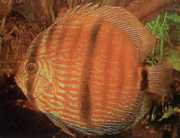 Symphysodon discus Heckel HECKEL DISCUS