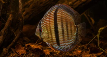 Symphysodon discus Heckel (HECKEL DISCUS)