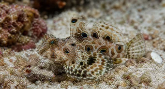 Synchiropus ocellatus (Mandarină ocentată)