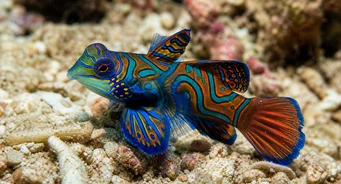 Synchiropus splendidus