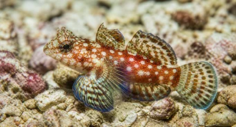 Synchiropus stellatus Pește mandarin stelar