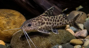 Synodontis contractus (Contracții Synodontis)