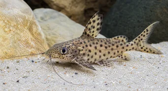 Synodontis multipunctatus Sinodonte reperat