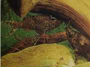 Synodontis nigriventris Catul negru al lui Congo