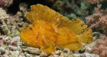 Taenianotus triacanthus (Pește de frunze scorpion)