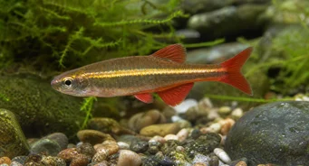 Tanichthys albonubes Bietul neon