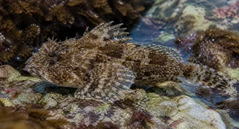 Taurulus bubalis