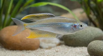 Telmatherina ladigesi Curcubeul celebrului