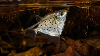 Thoracocharax stellatus Pește de hachette de argint