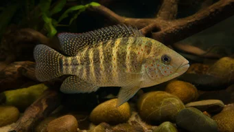 Tilapia mariae Cinci tilapia de bandă