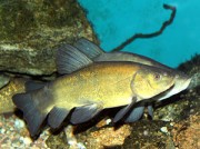 Tinca tinca Cisternă comună