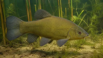 Tinca tinca Cisternă comună