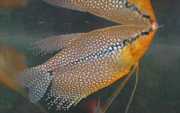 Trichogaster leeri Mozaic Gourami