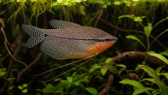 Trichogaster leeri Mozaic Gourami