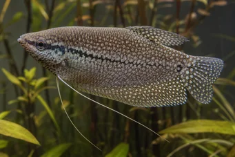 Trichogaster pectoralis Pielea de șarpe Gourami