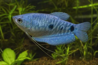 Trichogaster trichopterus sumatranus Gourami cu trei locuri de aur
