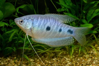 Trichogaster trichopterus Trei pete, Blue Gourami