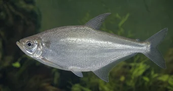 Triportheus albus Tetra-producător cu aripioare galbene